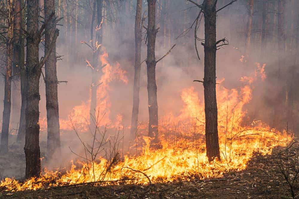Com queimadas em alta, Brasil bate recorde de emissões de carbono 2 incêndio florestal
