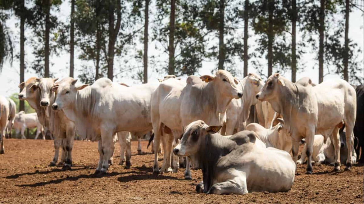 Rebanho bovino no Brasil atinge 238 milhões de cabeças em 2023; produção de leite cresce 2 São Félix do Xingu (PA) lidera com o maior rebanho do Brasil.