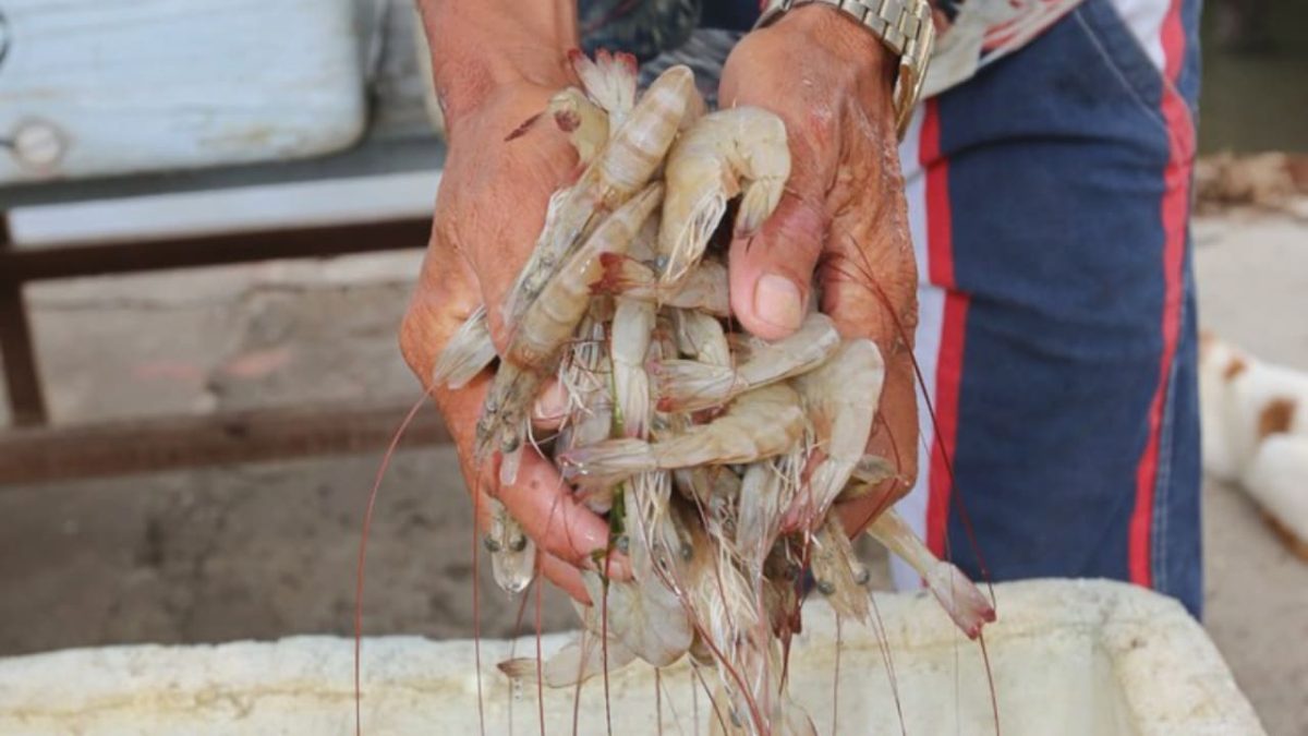 Produção de peixes cresce quase 6% e de camarões 13% no Brasil em 2023 3 Camarão é fruto do mar mais produzido em cativeiro no Brasil.