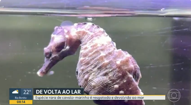 Cavalo-Marinho da Patagônia é encontrado por pescadores na Baia da Guanabara(RJ)