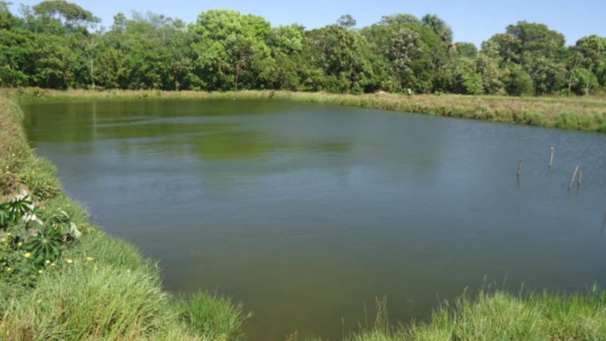 Livro gratuito e online ensina como fazer a criação de peixes em tanques escavados 2 Criação de peixes redondos em tanques escavados.