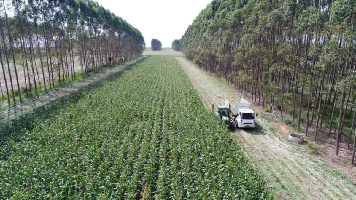 Evento internacional debate práticas agrícolas sustentáveis, em Goiânia-GO 2 Encontro abordará temas que envolvem os sistemas integrados de produção agropecuária.