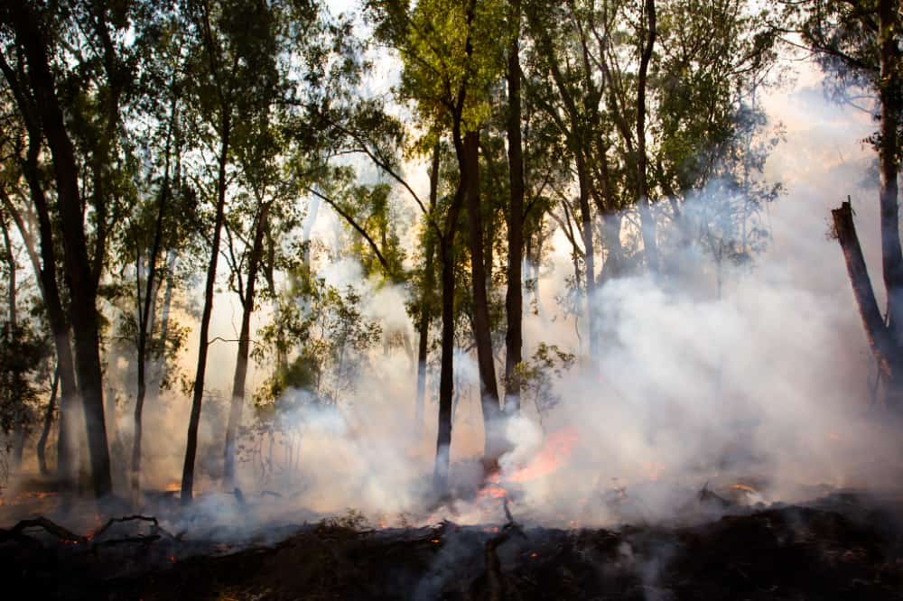 Flávio Dino estabelece orçamento de emergência para combater incêndios no Brasil 2 incêndio florestal