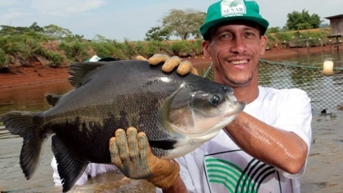 Livro gratuito e online ensina como fazer a criação de peixes em tanques escavados 3 Livro ensina do planejamento da criação à comercialização do produto.