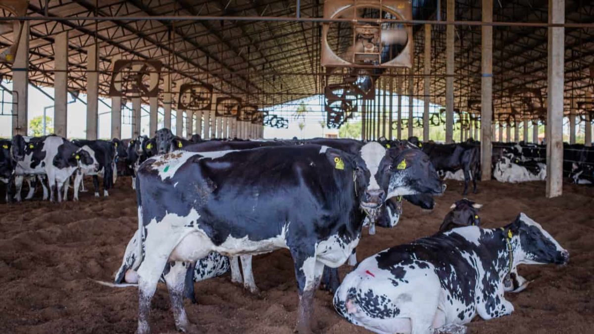 Rebanho bovino no Brasil atinge 238 milhões de cabeças em 2023; produção de leite cresce 3 Produção de leite chegou a 35,4 bilhões de litros.