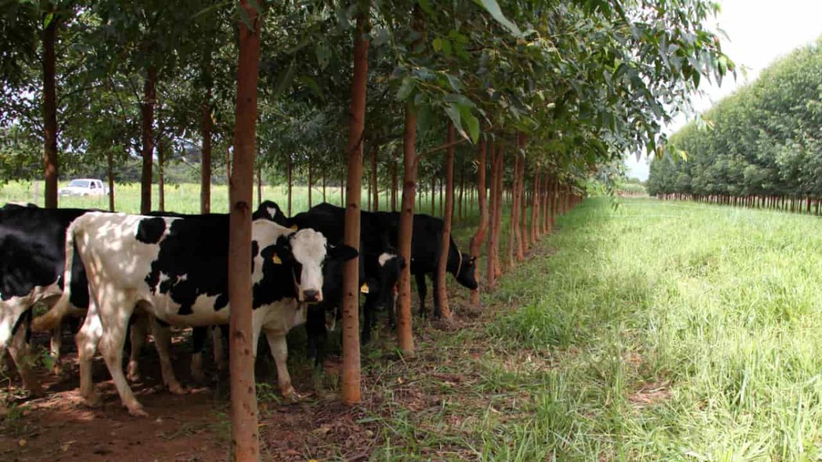 Evento internacional debate práticas agrícolas sustentáveis, em Goiânia-GO 3 Sistemas ILP, IPF e ILPF unem atividades agropecuárias em uma mesma área.