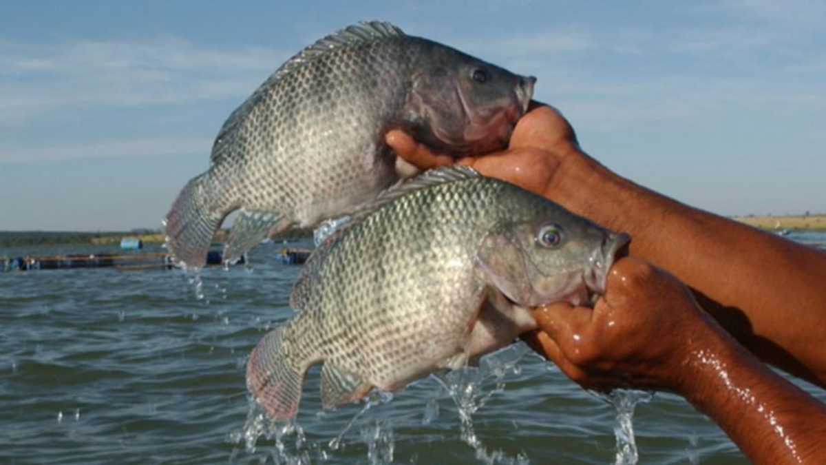 Produção de peixes cresce quase 6% e de camarões 13% no Brasil em 2023 2 Tilápia é o peixe mais produzido no Brasil.
