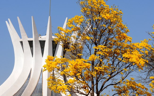 Ipês de Brasília e árvores do Cerrado são tema de exposição Ipês de Brasília e árvores do Cerrado são tema de exposição