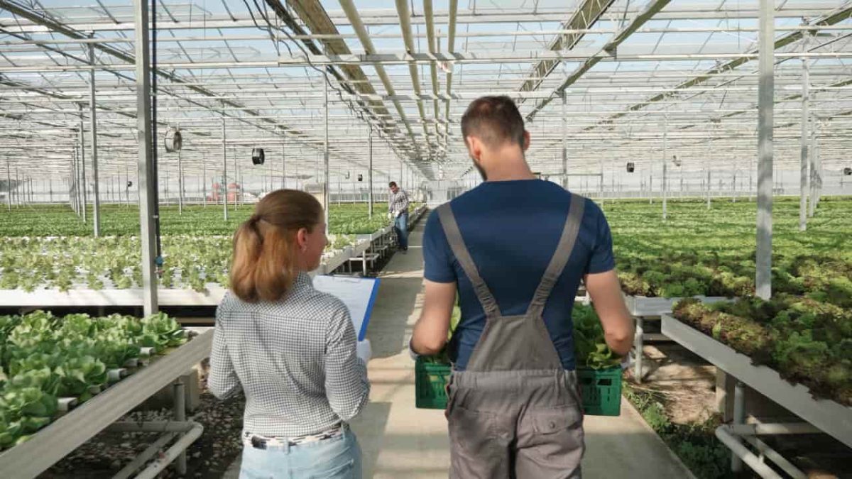Programa de inovação do Sebrae aumenta em 24% faturamento de negócios rurais 3 Agentes acompanham o produtor rural por 12 meses.