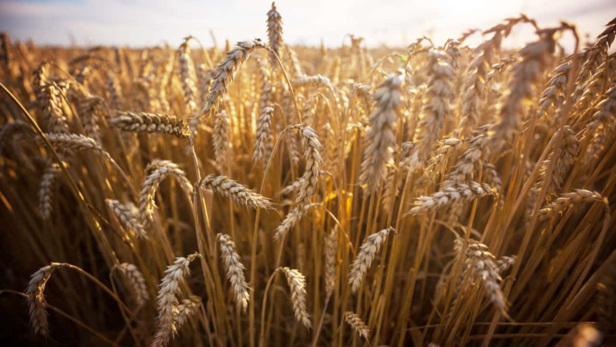 Produção de grãos deve crescer 27% nos próximos dez anos no Brasil 3 Destaque para soja, milho de segunda safra e trigo.