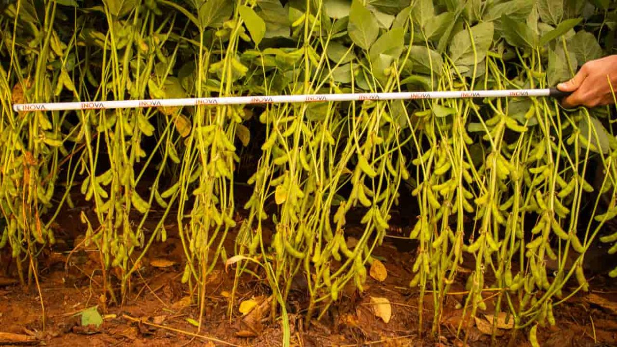 Biofungicida com tecnologia Embrapa atua no controle de doenças em grãos e fibras 3 Pulverização do Biotrix combate mofo branco, podridão aquosa e podridão cinzenta do caule. Imagem ilustrativa.