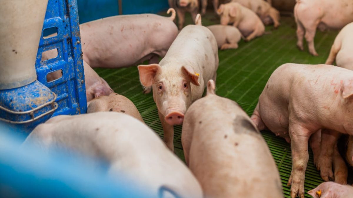 Abate de bovinos cresce quase 15% no 3° tri de 2024; suínos e frangos também sobem 2 Abate de suínos também cresce no período.