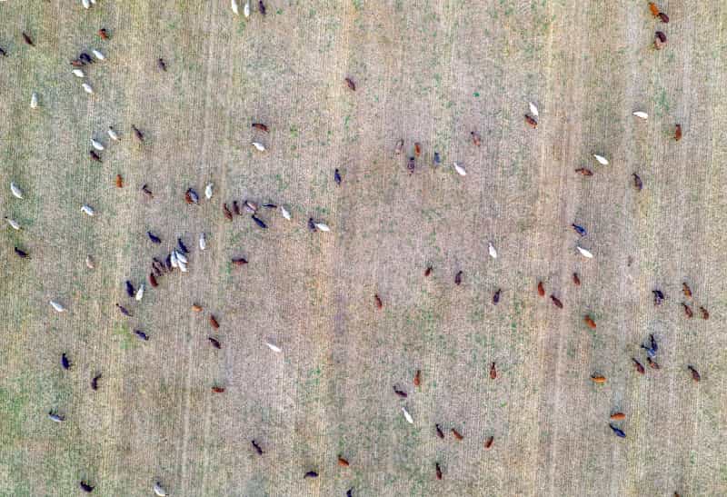 Embrapa e MDA lançam capacitações on-line para a agricultura familiar 2 Agricultura familiar