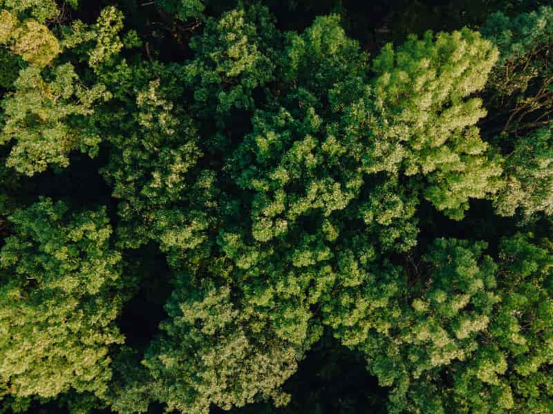 Desmatamento na Amazônia apresenta redução de 30,6%; veja taxa dos estados 3 Desmatamento na Amazônia