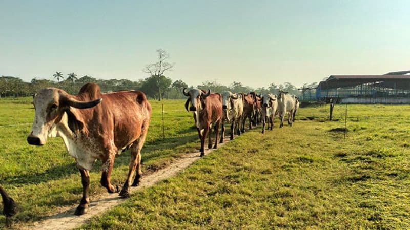 Brasil exporta tecnologia que irá auxiliar no melhoramento genético de bovinos leiteiros 2 Melhoramento genético