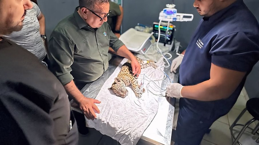 Veterinários especialistas cuidam de onça resgatada