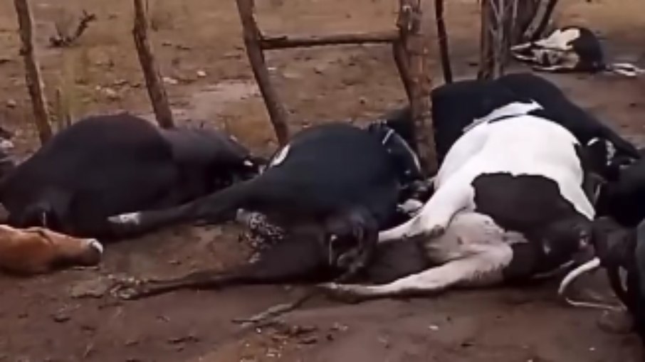 15 vacas morrem ao serem atingidas por raio em Pernambuco