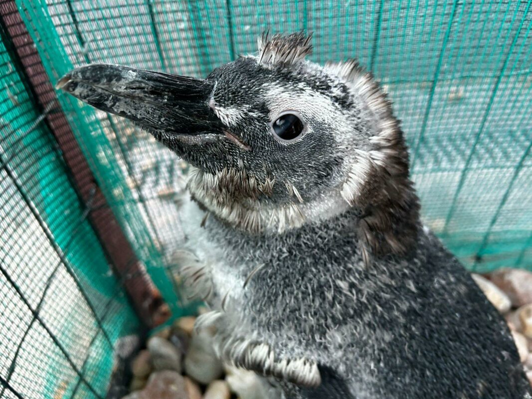 Pinguins em reabilitação trocam penas e adotam “fantasias” naturais no Carnaval
