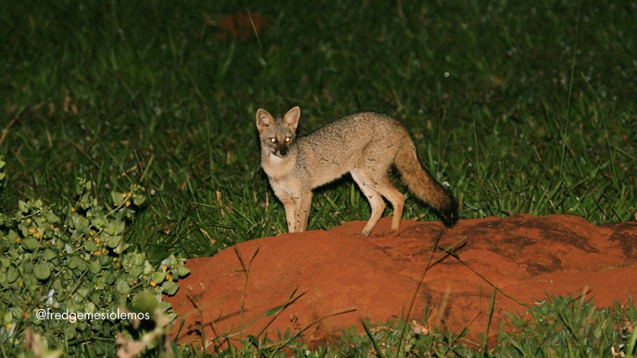 Espécie é endêmica do Cerrado brasileiro. Espécie é endêmica do Cerrado brasileiro.