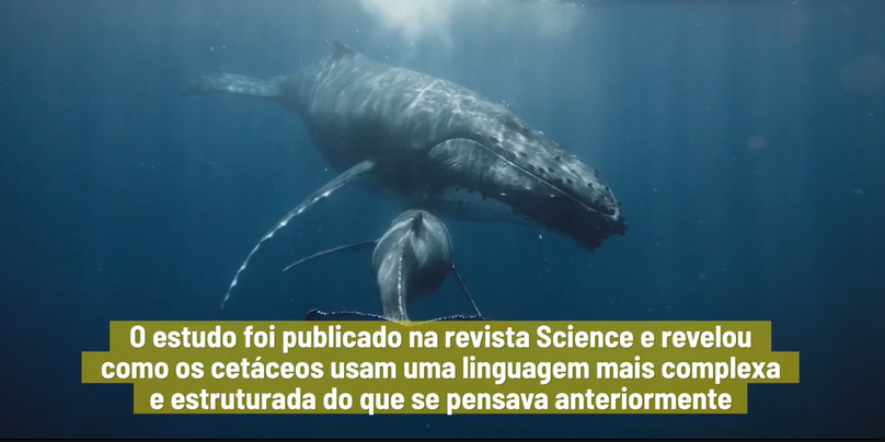 Novo estudo revela que humanos e baleias compartilham os mesmos padrões de linguagem