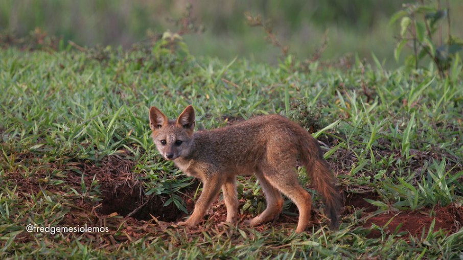 A Raposa-do-Campo é conhecida por se alimentar principalmente de cupins. A Raposa-do-Campo é conhecida por se alimentar principalmente de cupins.