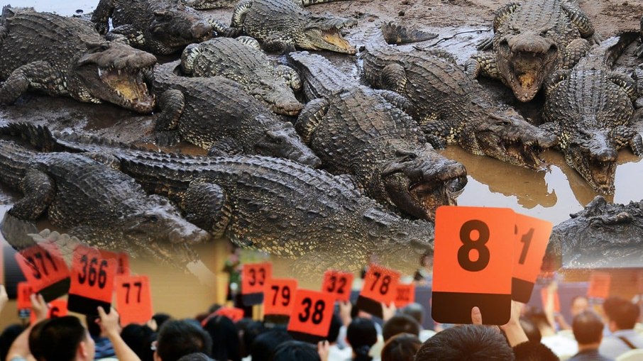 China leiloa 100 toneladas de crocodilos e pede que donos busquem