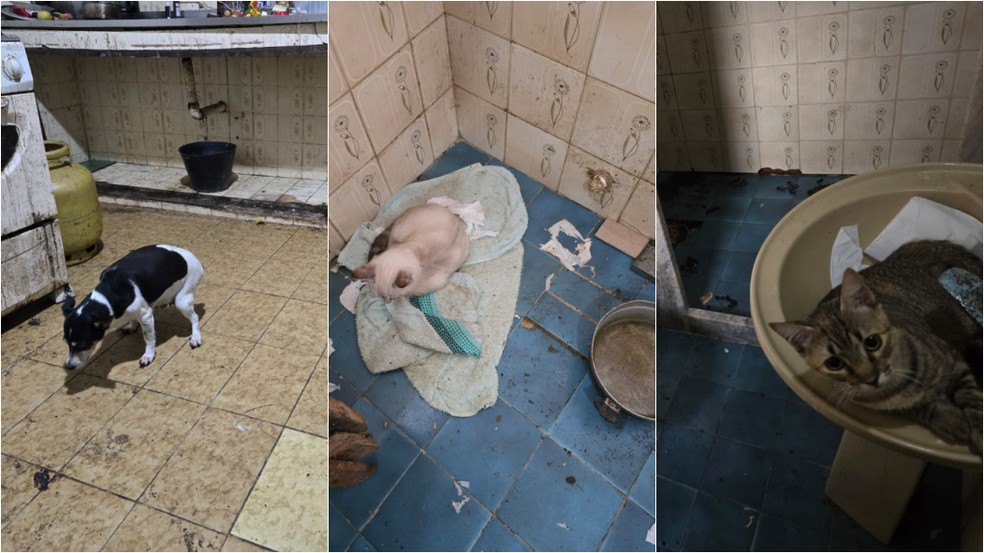 Animais foram resgatados dentro da casa após cardiologista ser preso em Arraial do Cabo — Foto: Polícia Civil