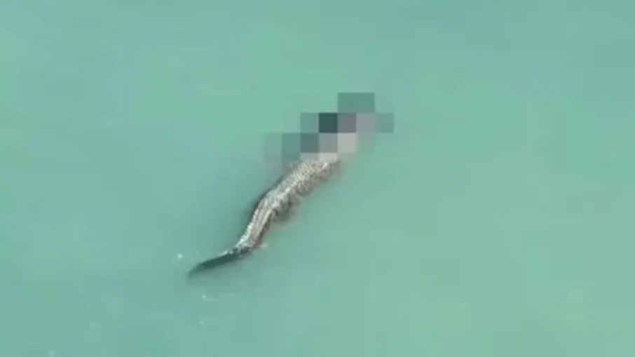Crocodilo mata homem e nada com o corpo na boca; assista
