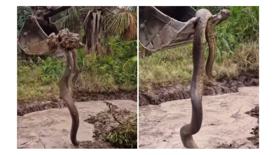 VÍDEO: cobra gigantesca é encontrada durante escavação