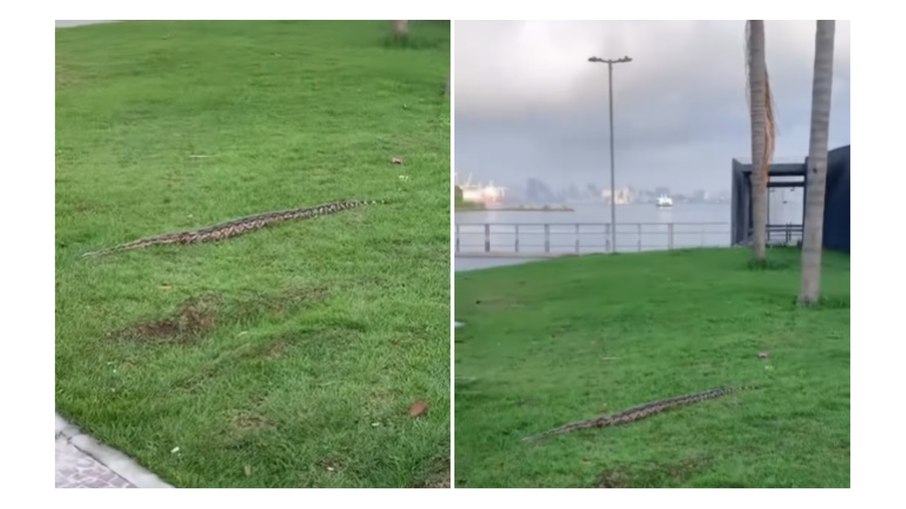 Cobra gigante aparece em praça de Niterói e causa pânico; assista