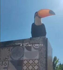 Visitantes Coloridos: tucanos encantam moradores de Arraial do Cabo com presença inusitada
