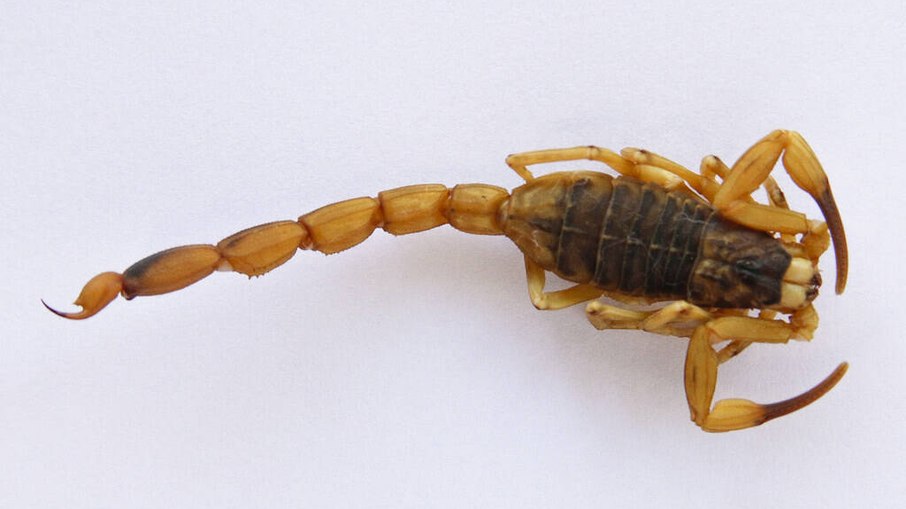Escorpião-amarelo é um dos mais perigosos Escorpião-amarelo é um dos mais perigosos