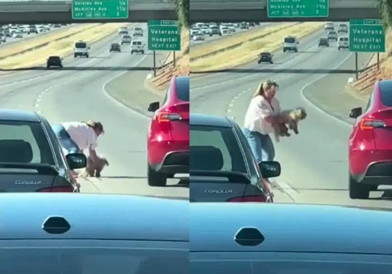 Motoristas param estrada para ajudar mulher que resgatava um cãozinho; solidariedade Na Califórnia (EUA), esta mulher parou o carro na rodovia e salvou um cãozinho perdido. Motoristas que vinham atrás perceberam e pararam a estrada para ajudar. - Foto: FOX26 News