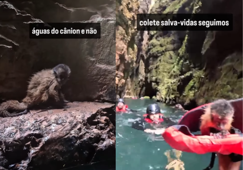 Turistas resgatam filhote de macaco que caiu numa cachoeira e devolvem o bichinho à natureza; vídeo Um guia e turistas que estavam com ele conseguiram resgatar o filhote de macaco que se perdeu da família e não conseguia sair de uma pedra, na Cachoeira do Dragão, Chapada dos Veadeiros (GO). - Foto: @quintaessenciaeco/Instagram