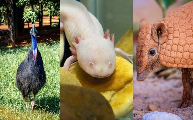Raros, curiosos e em risco: conheça animais surpreendentes do Zoológico de Brasília Raros, curiosos e em risco: conheça animais surpreendentes do Zoológico de Brasília