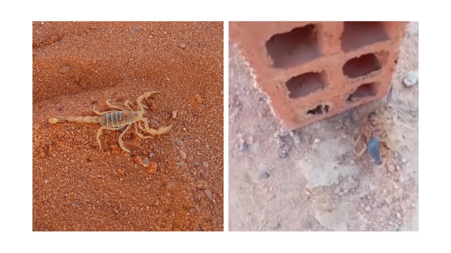 Imagem chocante: escorpião com dezenas de filhotes viraliza Imagem chocante: escorpião com dezenas de filhotes viraliza