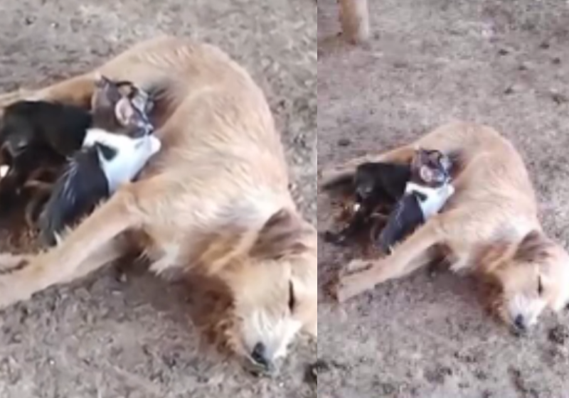 Cadela adota filhotes de gato e dá de mamar para eles no interior de MG; vídeo fofo Essa cadela jamais deu à luz, mas adota quatro filhotes de gato, como se fossem dela. O inusitado aconteceu em Inhapim, MG. Foto: G1