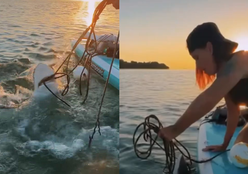 Mulher resgata tubarão preso em rede de pesca, com as próprias mãos; vídeo Charity Clark usou as próprias mãos para salvar um tubarão preso numa rede de pesca na Flórida (EUA). - Fotos: Cassie Bailey (via SWNS)