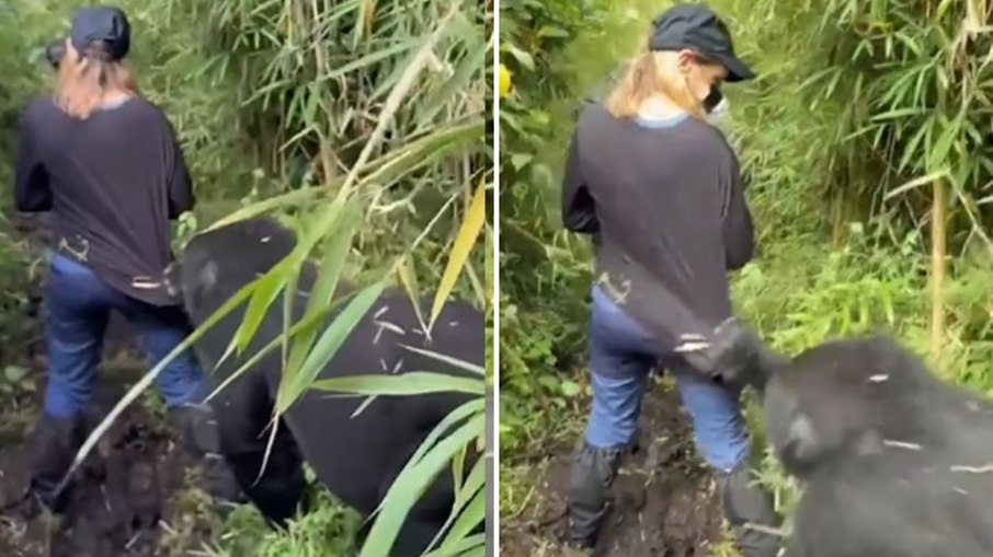 Turista é surpreendida por gorila durante trilha em parque de Ruanda Turista é surpreendida por gorila durante trilha em parque de Ruanda