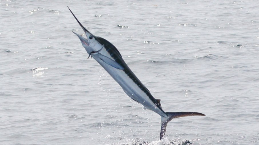 Marlin branco (Tetrapturus albidus) na Carolina do Norte Marlin branco (Tetrapturus albidus) na Carolina do Norte