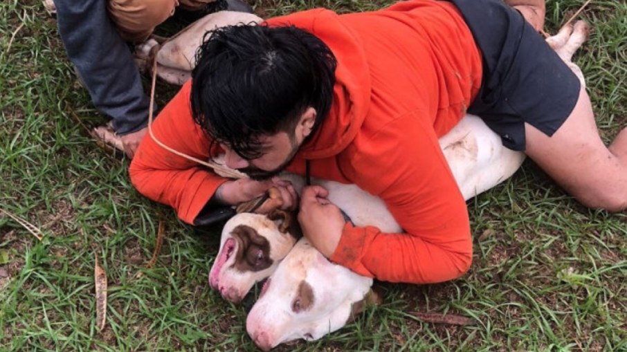 Lutador imobiliza dois pitbulls