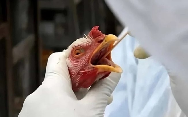 Brasil se declara livre da gripe aviária e comunica à OMSA Brasil se declara livre da gripe aviária e comunica à OMSA