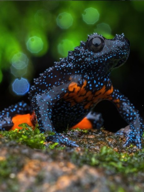 sapo