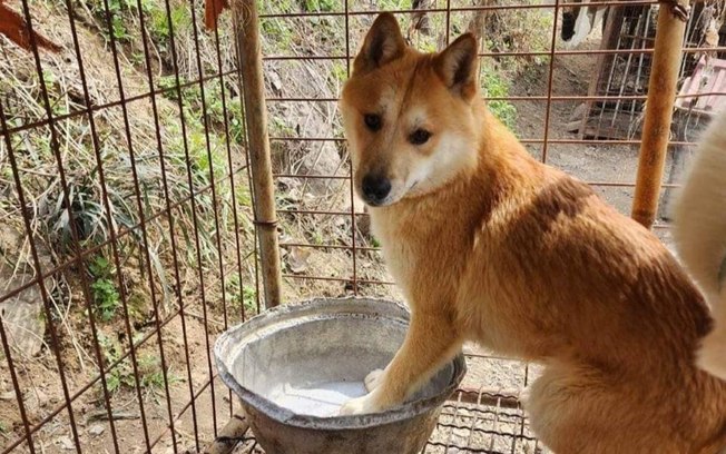Coréia do Sul enfrenta crise após proibição de carne de cachorro Coréia do Sul enfrenta crise após proibição de carne de cachorro