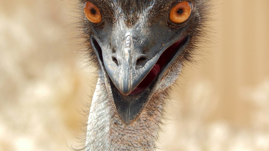 Emu (Dromaius novaehollandiae) é sacrificado após apresentar sinais clínicos compatíveis com a gripe aviária Emu (Dromaius novaehollandiae) é sacrificado após apresentar sinais clínicos compatíveis com a gripe aviária