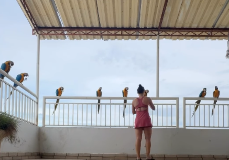 Mulher alimenta araras livres na varanda de casa e tem melhor bom dia; vídeo Em Porto Nacional (TO) araras livres vão todo dia na varanda da casa dessa mulher comer o lanche da tarde. O vídeo é tão lindo que viralizou. Foto: @crisheinrich