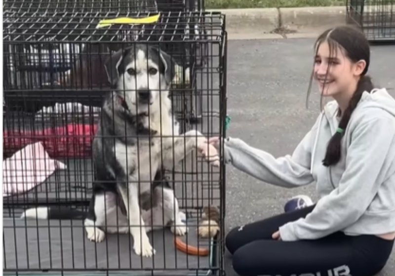 Cãozinho idoso escolhe garota em feira de adoção e a família adota o bichinho; vídeo O cãozinho idoso Bruno mal viu a garota na feira de adoção e decidiu ali que ambos seriam inseparáveis. A família, dos EUA, adotou o bichinho. -Foto: @bruno.thesouldog