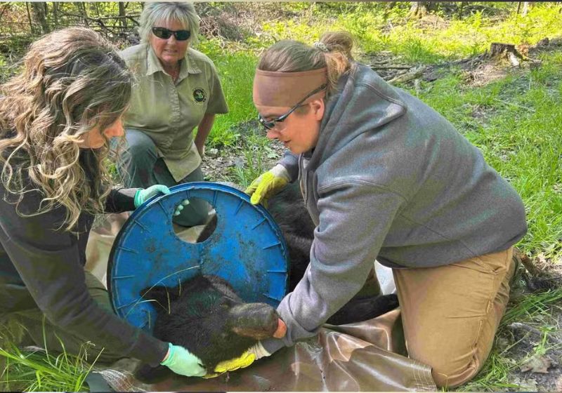 Biólogos salvam urso que viveu com tampa de plástico presa no pescoço durante 2 anos Funcionários do Departamento de Recursos Naturais (DNR) anestesiaram o urso para remover a tampa de plástico presa no pescoço dele. — Foto: Departamento de Recursos Naturais de Michigan