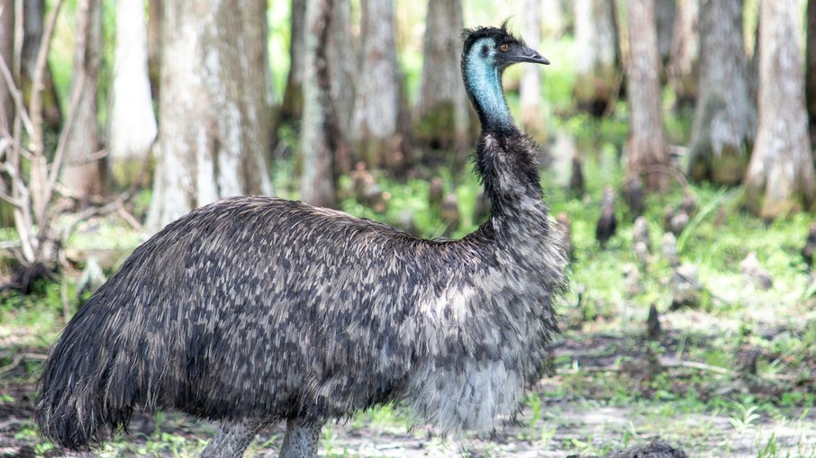 Emu é uma ave de origem australiana Emu é uma ave de origem australiana