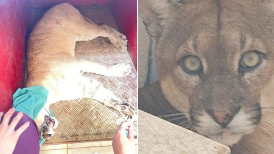 Onça invade condomínio de luxo em MG Onça invade condomínio de luxo em MG